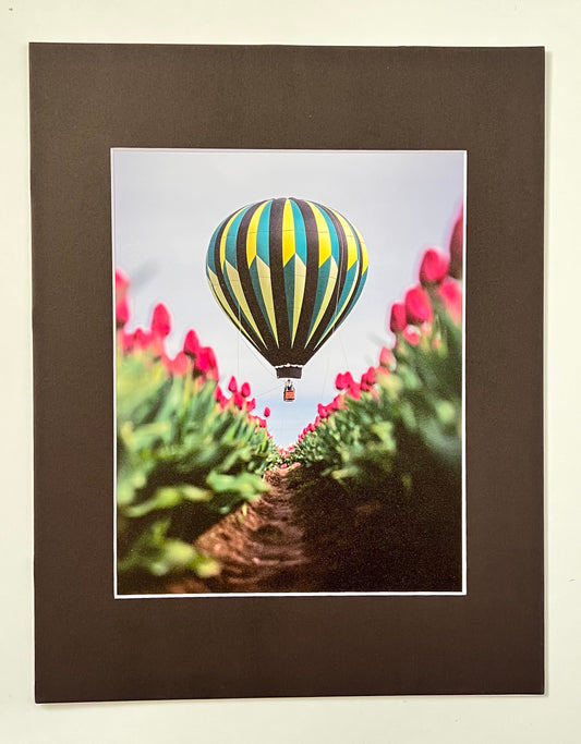 Hot Air Balloon over Tulips 11x14